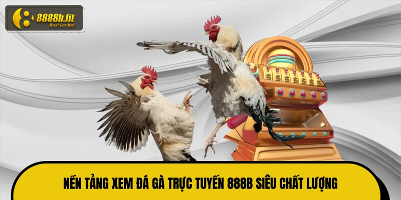 Nền tảng xem đá gà trực tuyến 888B siêu chất lượng